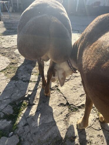 домик для кошки на улицу: Продаю | Баран (самец) — 3