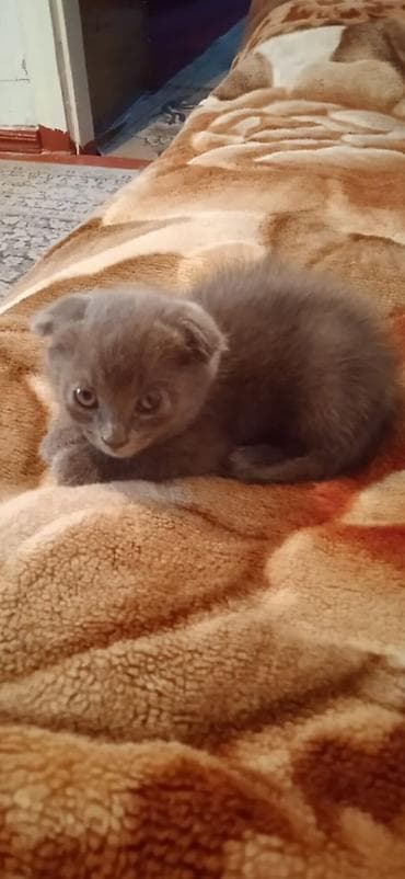регдол кошка: Котята домашние, ручные. На фото — помёт разной окраски: - — 2