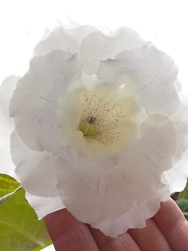 фикус большой: Глоксиния (Sinningia speciosa), коллекционные сорта с крупными — 8