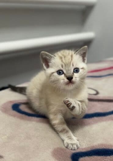 вислоухие кот: 1 месяц, Мальчик, Серебристая шиншилла, Метис, Приучена к лотку — 1