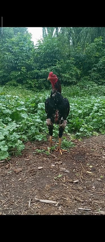 кой мал: Продам хорошего петуха на пароду самый раз, петух кассой — 3