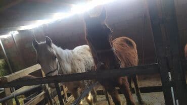 Продаю | Конь (самец) | Дончак | Конный спорт | Племенные