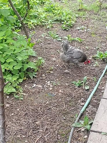продам кур брама: Продаю | Куры, Петух | Брама, Домашняя | На забой, Для разведения, Несушки — 6