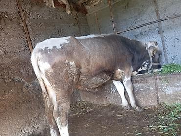 гуси линда: Продаю | Бык (самец) | На откорм | Привязанные — 5