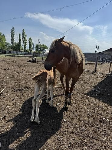 үй жаныбарлары: Сатам | Бээ (ургаачы) | Көбөйтүү үчүн — 3