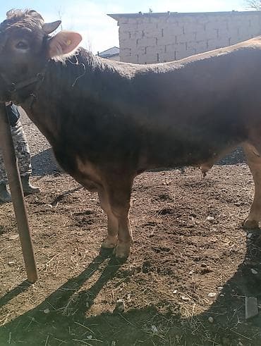 на племя: Продаю | Бык (самец) | Швицкая, Бельгийская | На откорм, Для разведения | Племенные, Осеменитель, Искусственник — 9