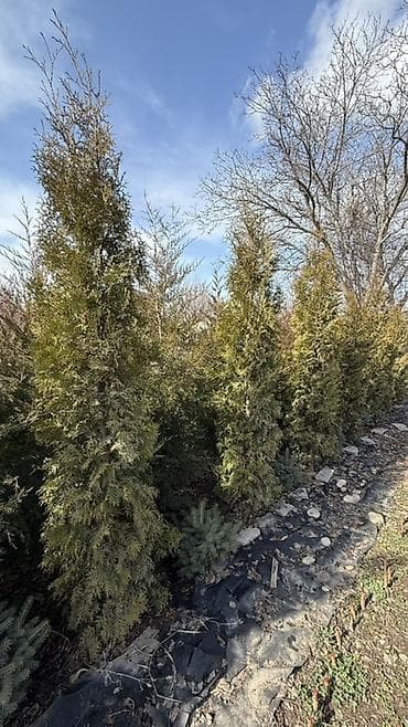Уголь: Продаю! Можжевельник коллоновидный - от 2х метров (4000 сом) — 7