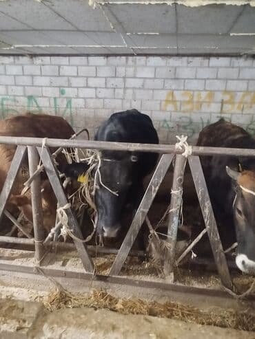 Уйлар, букалар: Сатам | Кунаажын | Сүт алуу үчүн | Бооз — 10