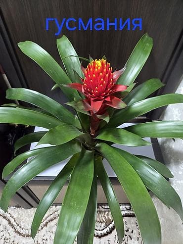 кала: Декабрист оранжевый на подвое кактуса + калатея украшенная (два — 9