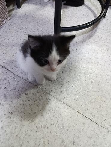 британские котята в дар: Котята- мама британская а папа сосед, пушистые комочки счастья - — 4