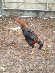 оборудование для кур: Дакан короз сатылат активный алмашу жолдору бар жемге жугоруго — 1