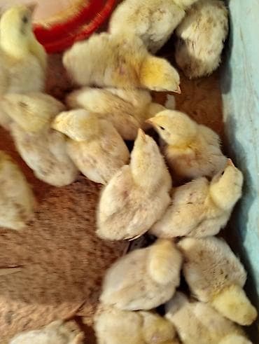 Продаю | Цыплята | Бройлерная | На забой at lalafo.kg Продаю | Цыплята | Бройлерная | На забой