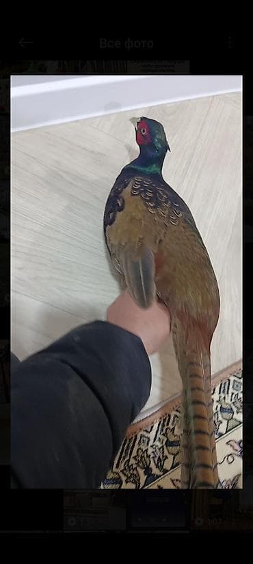 трекер для животных: Фазан охотничий (самец), декоративная живая птица. Особенности: - — 2