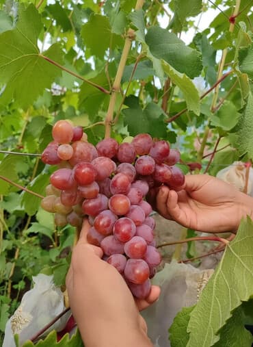 2-летние саженцы винограда. Все сорта винограда на фото исключительно