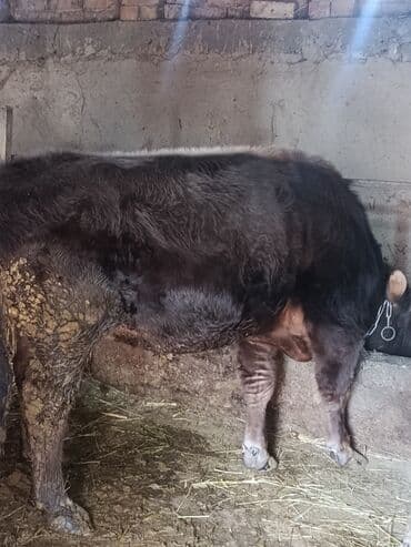 Продаю | Бык (самец) | На откорм | Привязанные