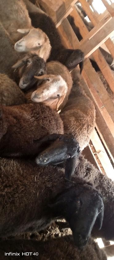 ургачы ит: Сатам | Кочкор (эркек) | Союуга — 8