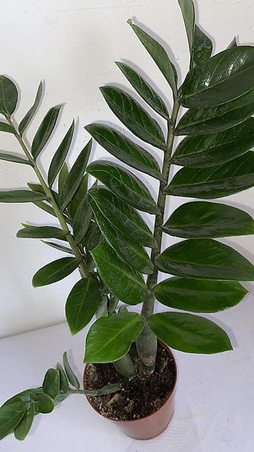 эластика: Комнатные растения в горшках: 1) Фикус эластика (Rubber Plant) - — 7