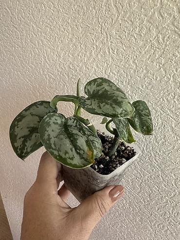 газон цена: Укоренённые черенки растений от 150-300 сом — 9