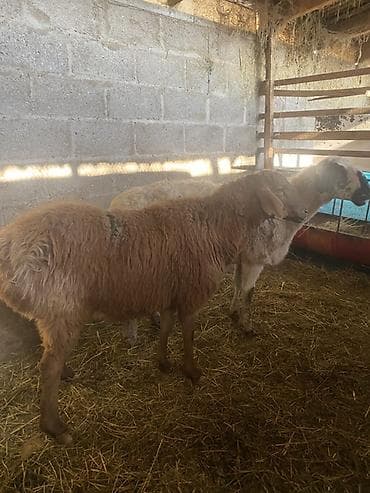 пародистые коровы: Продаю | Овца (самка) | На забой — 4
