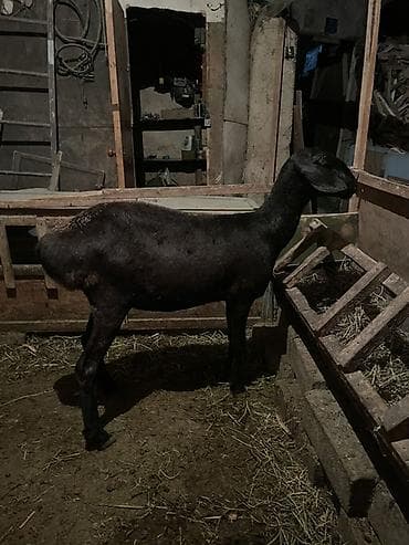 кочкор овца: Продаю | Овца (самка) | Арашан | Для разведения — 2