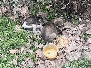 защита от собак: Уличные щенята хотят в добрые руки. Район токтогула молодая гвардия — 1