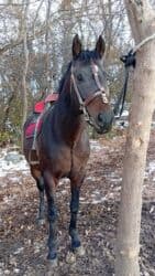 продажа домашних животных: Продаю | Жеребец | Английская | Конный спорт — 8