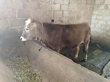 корм жем: Продаю | Бык (самец) | На откорм | Привязанные — 1