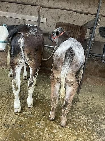 парода тай: Продаю | Бык (самец), Музоо, торпок | Полукровка, Бельгийская | На откорм | Привязанные — 1