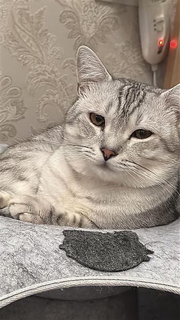 коротколапая кошка: Малышам 15 июля исполнился один месяц. Две девочки и три мальчика — 8