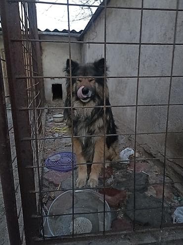 Продаю собаку возраст 3 года торг есть . Крупная доброе длинношерстный