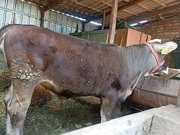 животные бараны: Продаю | Бык (самец) | На откорм | Привязанные — 3