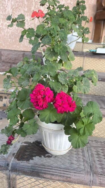 микрозелень цена бишкек: Герань по 250 — 1