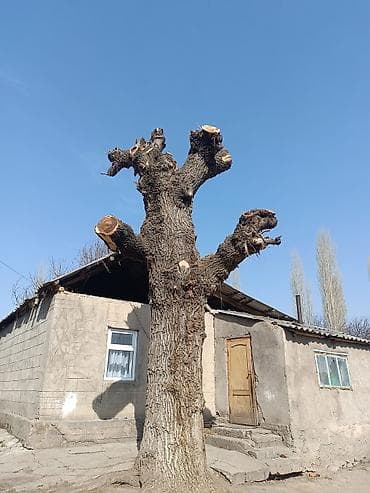 куплю дерево дуб: Дрова — 1