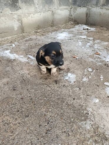 карманные собаки: Щенок метис, короткошёрстный, компактного телосложения. Окрас — 2