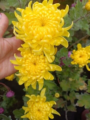 хризантема садовая купить: Горчешная хризантема! Большой выбор цветов оптом и в розницу — 4