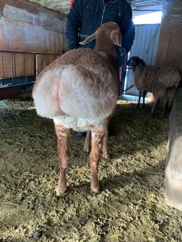 продажа шпицов: Продаю | Баран (самец) | Арашан | Для разведения | Племенные — 6