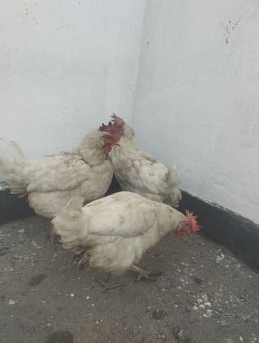 продам козу дойную: Продаю | Куры | Несушки — 3