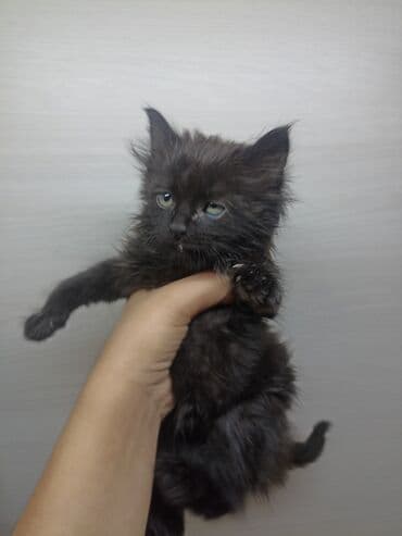 куплю недорого щенка немецкой овчарки: Кошка даром: Беспородная, 2 месяца, Мальчик, Приучена к лотку — 3