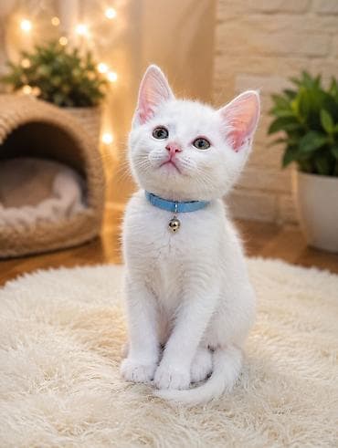 шотланские котята: Котята, 2 месяца ищут семью.полностью — 1