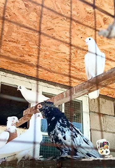 купить боксера собаку: Пара на продажу — 1