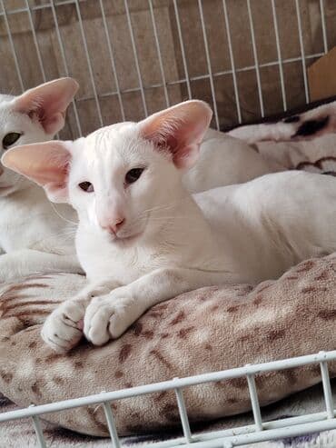 наполнители для кошек: Ориентальная, 4 месяца, Мальчик, Белый, Приучена к лотку, Проглистована, С документами — 24