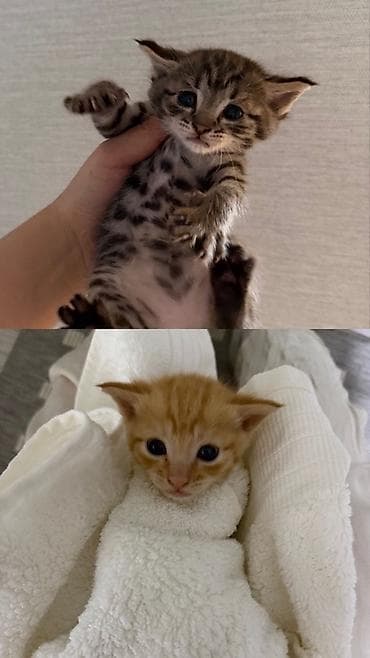 кошка сфинкс с шерстью: Котята 2 мес — 1