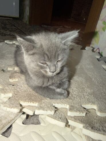 Продажа кошек: Котята домашние, помёт из одного гнезда. Мама чистая шатландка папа к — 1