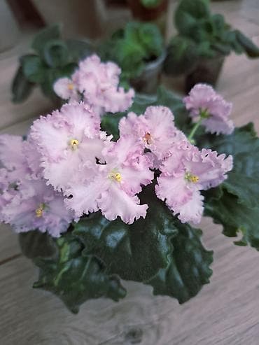 черенки фуксии купить: Почти даром! листочки фиалок из нижних рядов. сорта -валеска блю -ах — 4