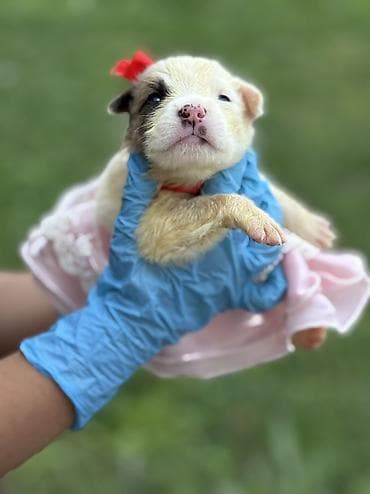 🐶 Ищут дом 4 щенка! 🏡 Малышей нашли совсем крохами, выброшенными на