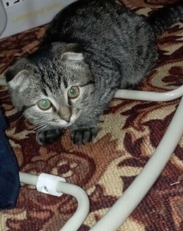 наполнитель для котов: Скотиш Фолд (Шотландская вислоухая), 4 месяца, Мальчик, Серый, Приучена к лотку — 3