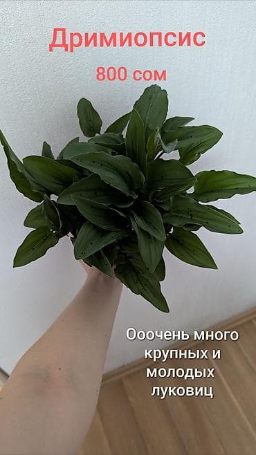 мох для улиток: Дримопсис (луковичное растение). Особенности: - Пышный куст с плотной — 1