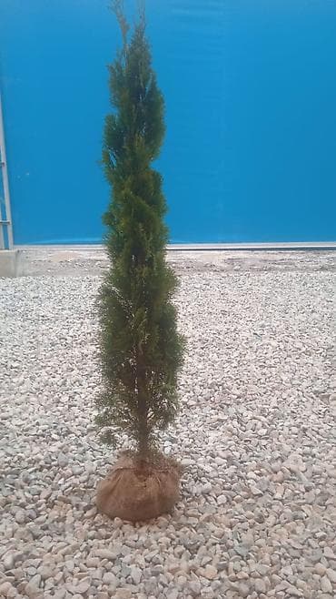 Саженцы деревьев: Туи