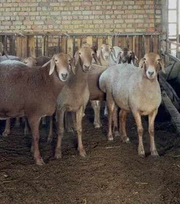 молочные корова: Продаю | Баран (самец) | Эдильбаевская | Для разведения | Племенные — 1
