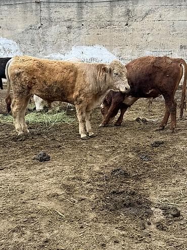 телята торпок: Продаю | Бык (самец) | Полукровка | На откорм — 1